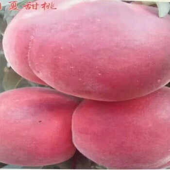 福秀桃樹賺錢的桃