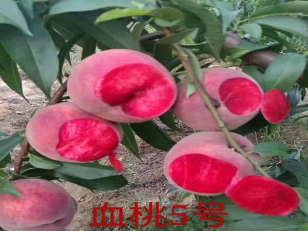 福秀桃树好吃的桃品种