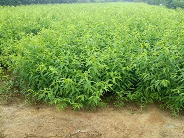 周至獼猴桃樹(shù)市場(chǎng)效益好的品種介紹