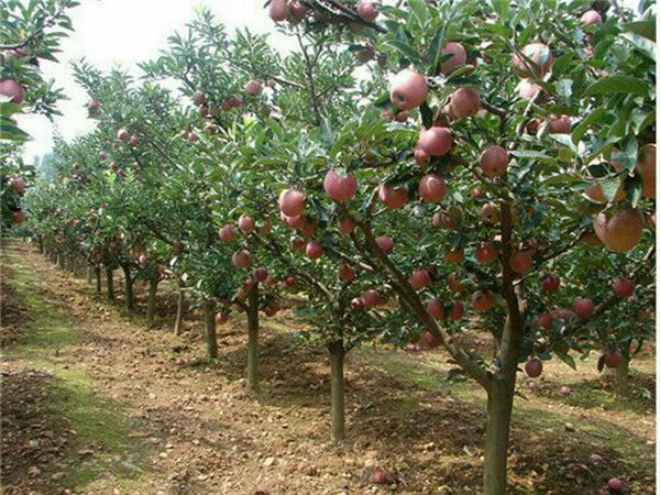 瑞阳苹果树一亩栽植多少根