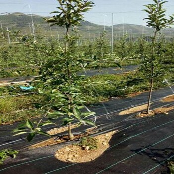 瑞阳苹果树适合重庆市种的苹果树苗品种