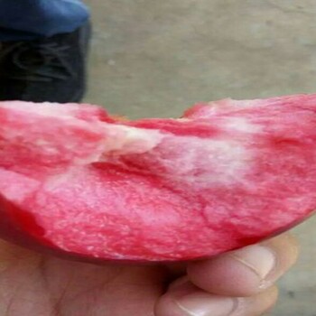 蛇果蘋果苗.蛇果蘋果苗修剪技術(shù)