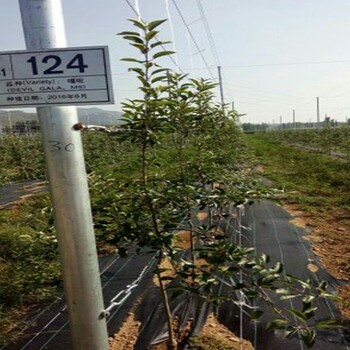 润太1号苹果树苗2年生苹果树苗