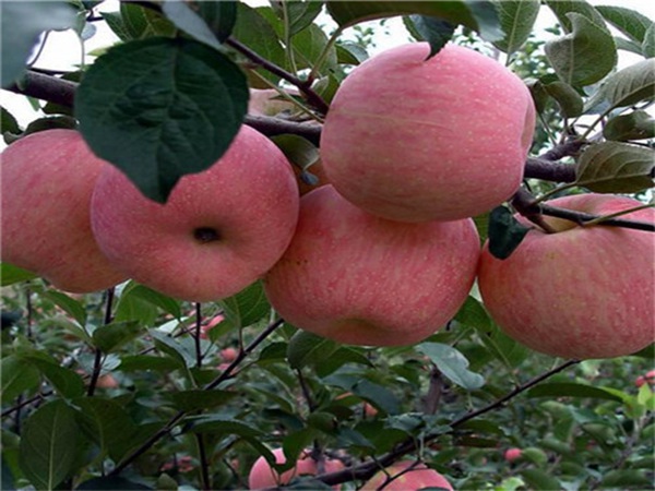 瑞阳苹果树栽培技术