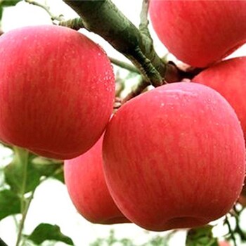 123苹果苗.123苹果苗早熟苹果树苗品种