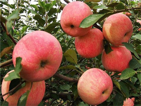 锦绣红苹果苗一边倒种植技术