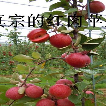 123苹果苗经济潜力的品种介绍