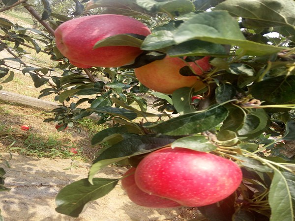 国光苹果苗.国光苹果苗适合安徽省种的苹果树苗品种