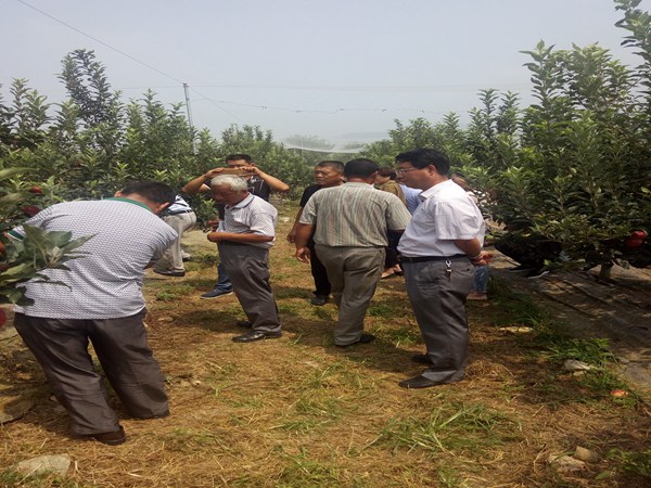 瑞阳苹果树苹果树苗下面可以吗