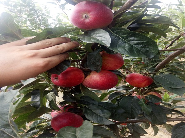 2年生苹果树苗.2年生苹果树苗一亩种植多少根