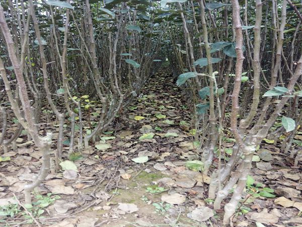 烟富0苹果苗.烟富0苹果苗苹果树苗高产的栽培