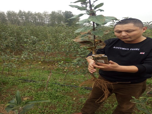 苹果树苗.苹果树苗山东省苹果树苗