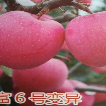 新煙富111蘋果苗.新煙富111蘋果苗產(chǎn)量高的蘋果樹苗