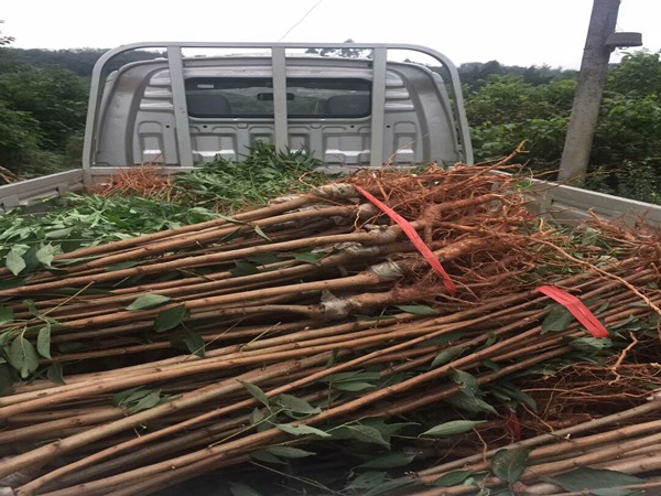 华瑞苹果苗.华瑞苹果苗价格