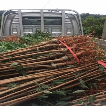 柱状苹果苗矮化苹果树苗