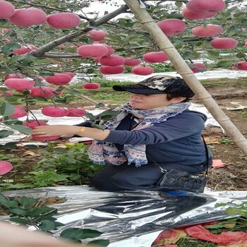 鲁丽苹果树苗苹果树苗咨询热线