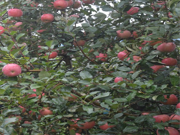 瑞阳苹果树适合重庆市种的苹果树苗品种