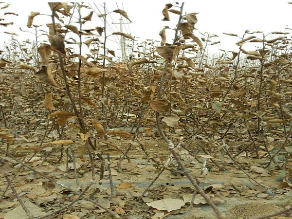 润太1号苹果树苗2年生苹果树苗