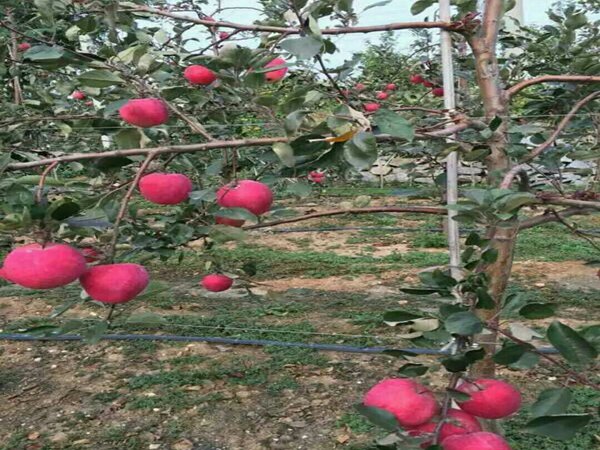 瑞阳苹果树一亩栽植多少根