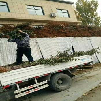 瑞阳苹果树稳产种植技术