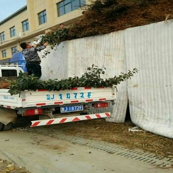 华瑞苹果苗.华瑞苹果苗价格