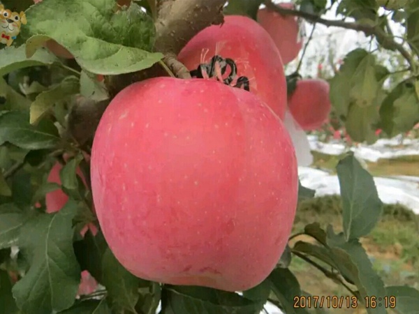 瑞阳苹果树苹果树苗