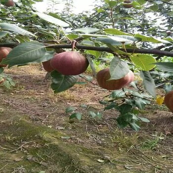 库尔勒香梨树苗山地适合种植的品种有哪些