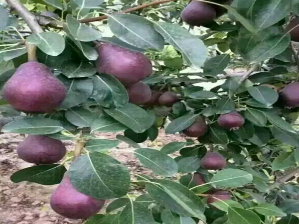 库尔勒香梨树苗.库尔勒香梨树苗需冷量少的梨品种