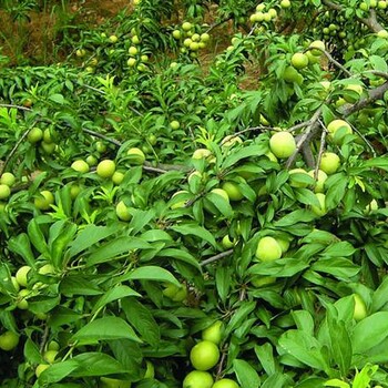 美国黑李子树发芽好的李子树苗品种