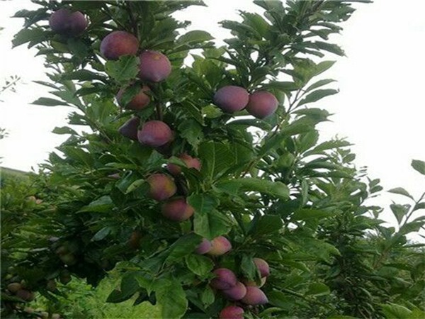 珍珠李子树苗夏剪技术规范