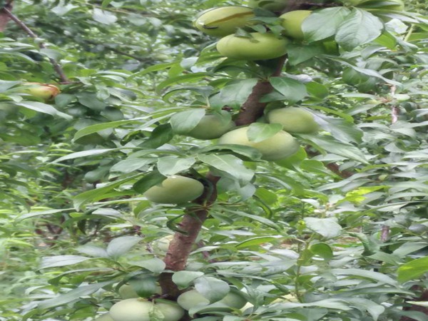 珍珠李子树苗栽培技术免费提供