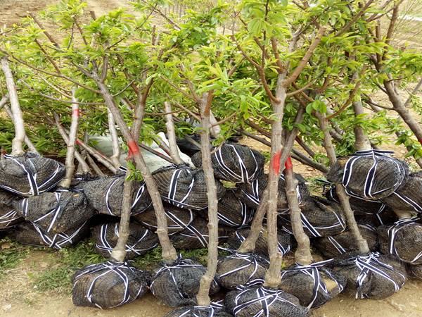 太阳神李子树苗适合湖南省的李子树苗品种