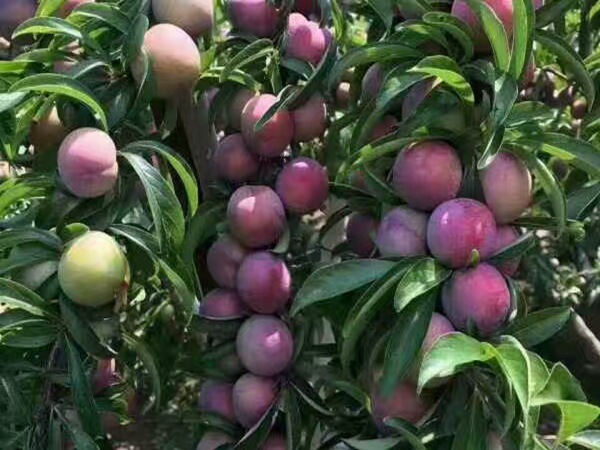 芙蓉李子树稳产种植技术