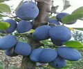 美国黑李子树成熟期最好的李子