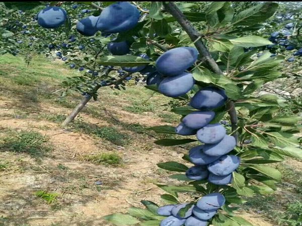 珍珠李子树苗夏剪技术规范