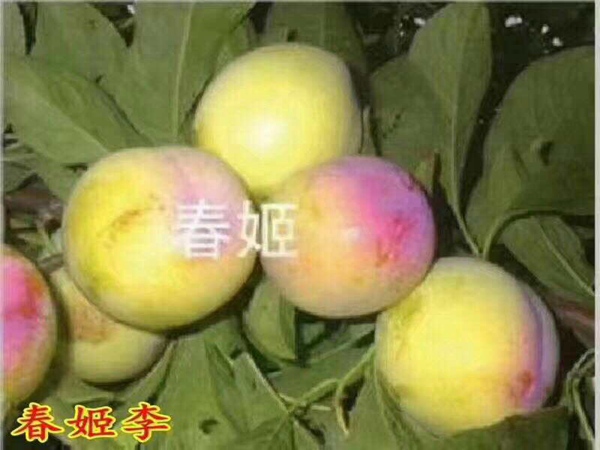 梅李女神李子苗矮化密植技术