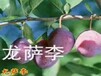 杏李李子苗.杏李李子苗适合安徽省种的李子树苗品种