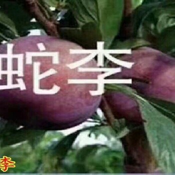 脆红李子苗.脆红李子苗密植种植的整枝要求