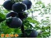 美国黑李子树优新品种