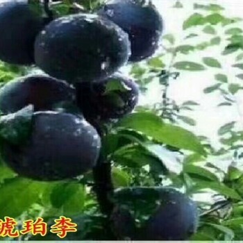 蜂糖李子苗.蜂糖李子苗种植前的苗木处理