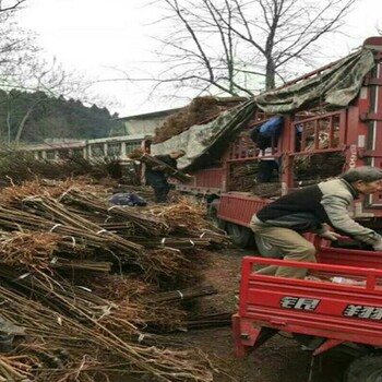 红霸李子苗适宜种植的地点