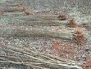 梅李女神李子苗最适合贵州省种的李子树苗品种