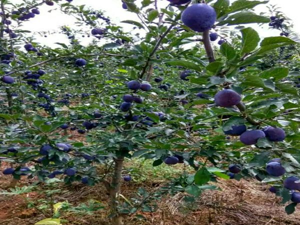 黑琥珀李子苗.黑琥珀李子苗种植佳时期