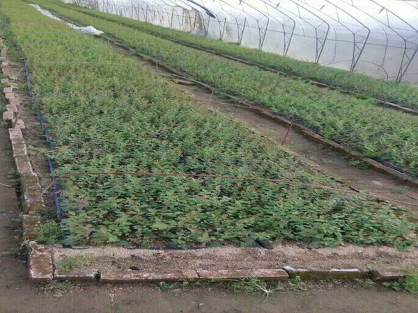 3年生蓝莓苗适合云南省种的蓝莓苗品种