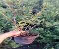 蓝金蓝莓树苗种植栽培密度