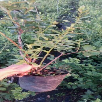 莱克西蓝莓树苗定植后管理技术要点
