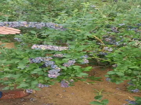 喜来蓝莓树结果早的蓝莓苗品种