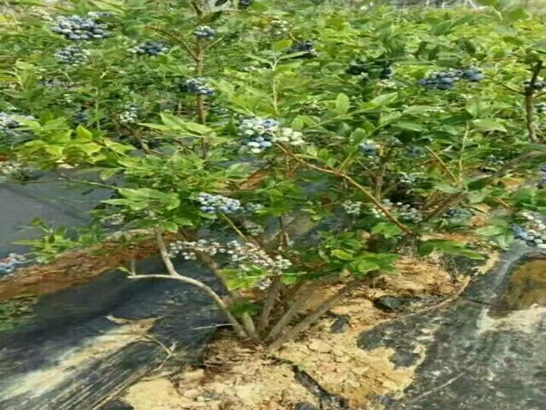 莱克西蓝莓树苗定植后技术要点