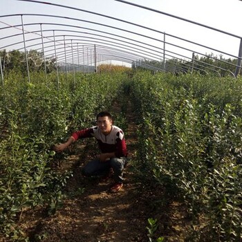 塞拉蓝莓苗山地适合种植的品种有哪些