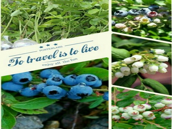 美登蓝莓苗丰产期多少年